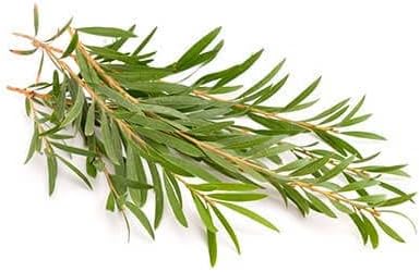 Olejek eteryczny z Drzewa Herbacianego (Melaleuca alternifolia) BIO – 10 ml – Jakość Premium – 100% Czysty i Naturalny – Gwarancja ChromaCert® – Chemotypowany i Integralny - obrazek 2