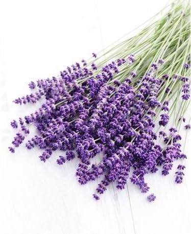 Olejek eteryczny Lawenda Prawdziwa (Lavandula officinalis) BIO – 5 ml – Jakość Premium – 100% Czysty i Naturalny – Chemotypowany i Integralny - obrazek 2